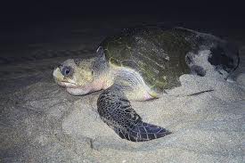 Stock Photos of Olive Ridleys