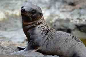 Newborn Baby Fur Seal