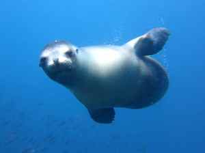 Inquisitive Sea Lion