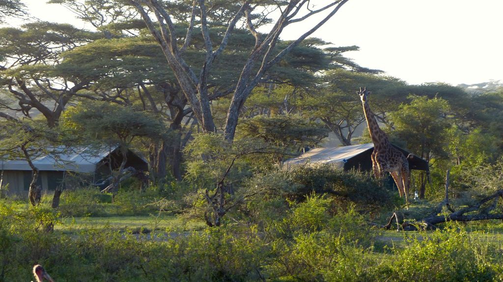 Giraffe in camp