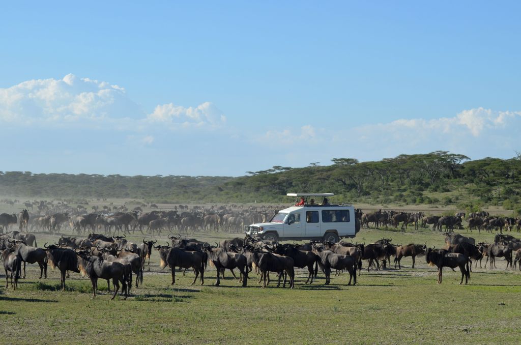 Herds of wildebeest