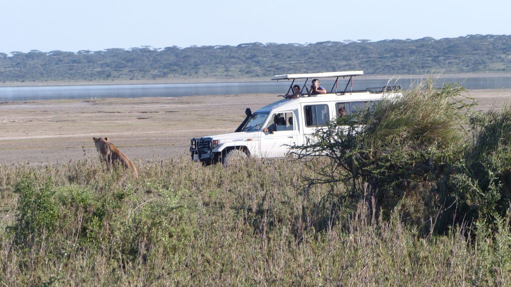 Watching the lioness