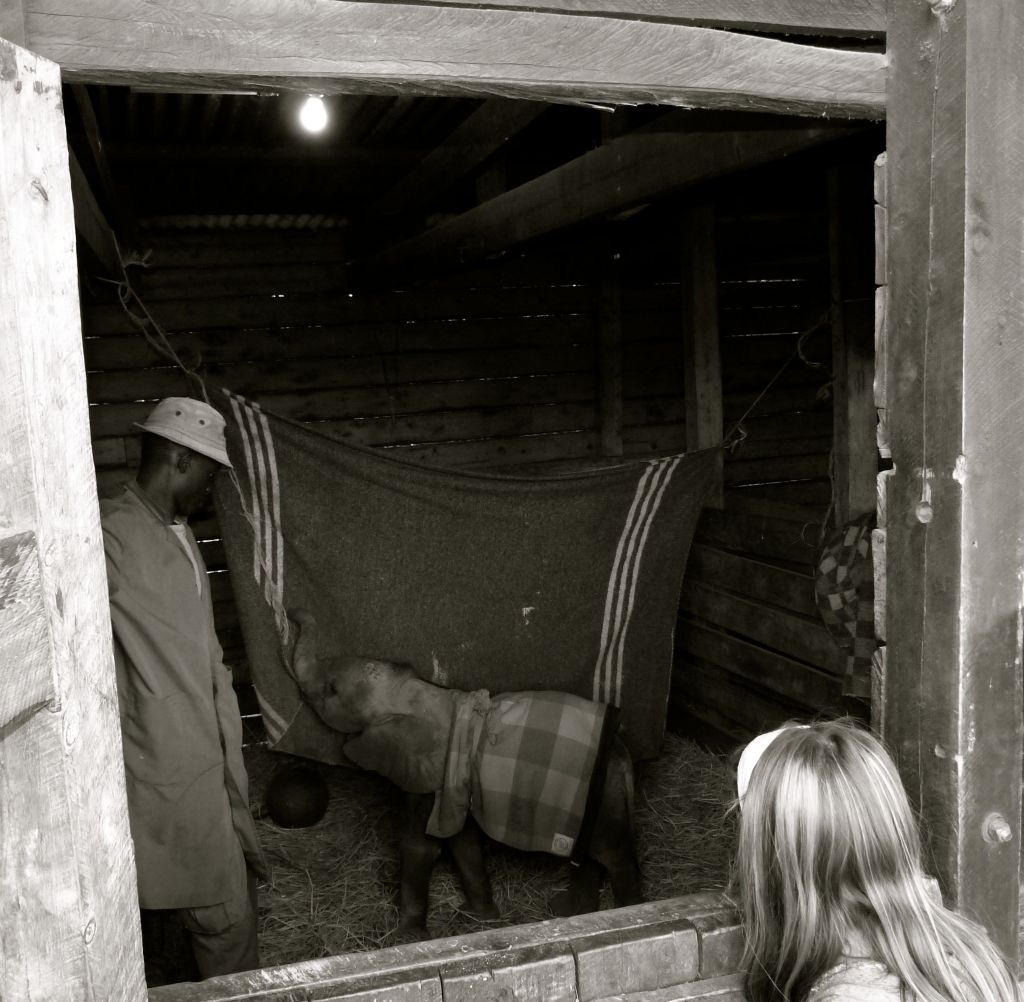 Each baby elephant has a "keeper" who stays with them 24 hours a day