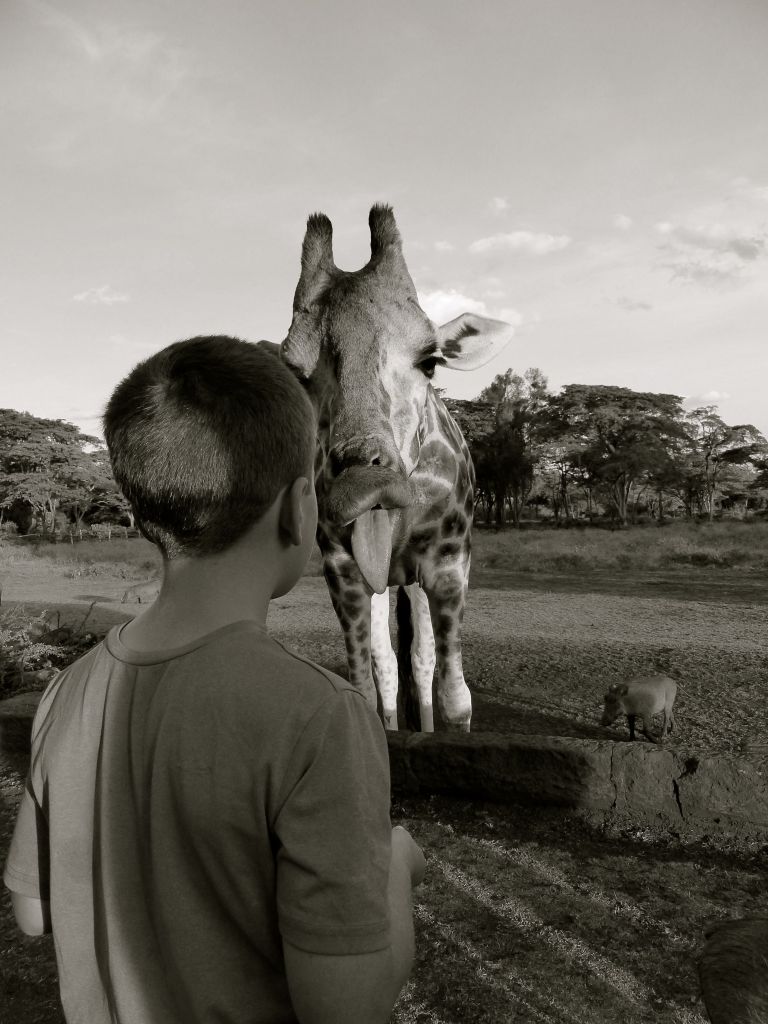 Up close with a giraffe