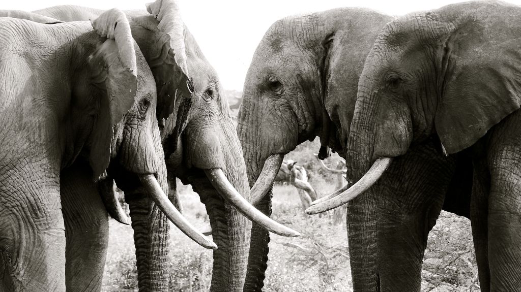 The retired generals, a herd of bull elephant