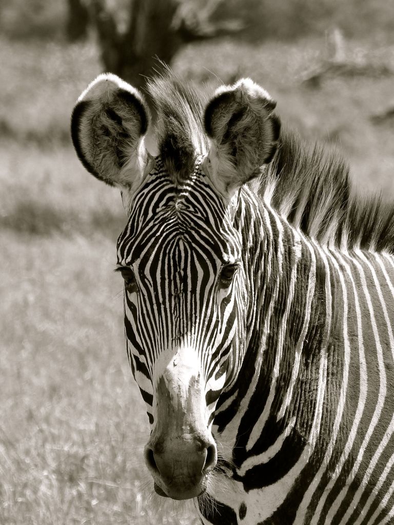 The endangered Grevy's Zebra