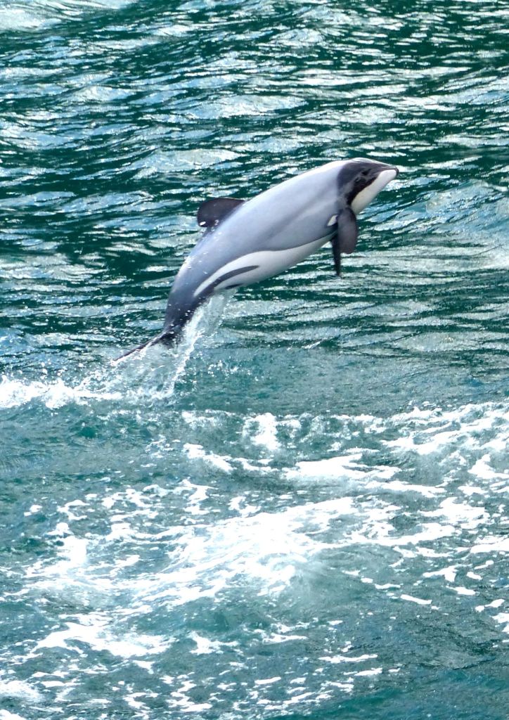 The diminutive Hector's Dolphin