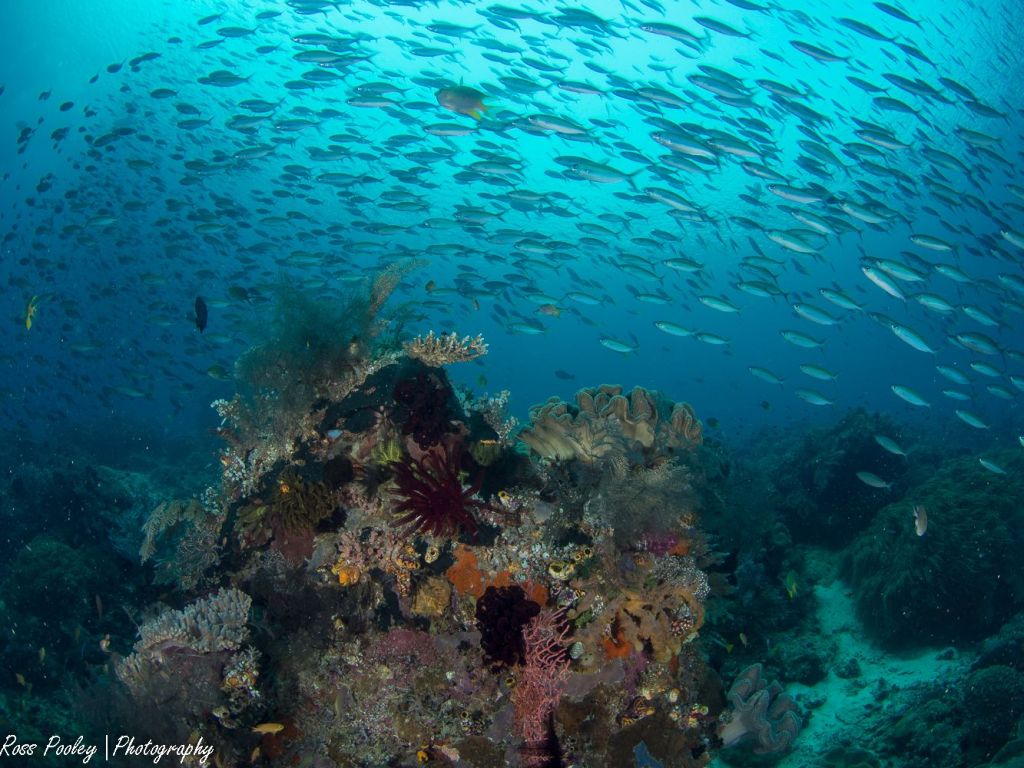 Mayhem  (photo: Ross Pooley)