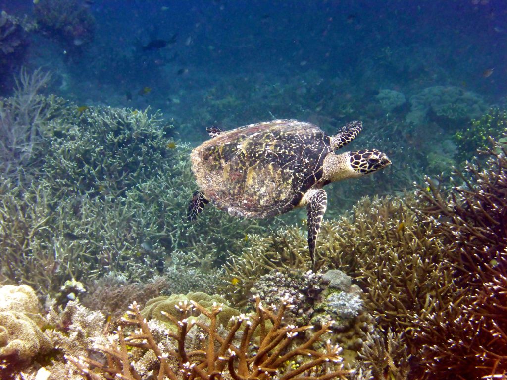 One of several turtles we saw snorkeling