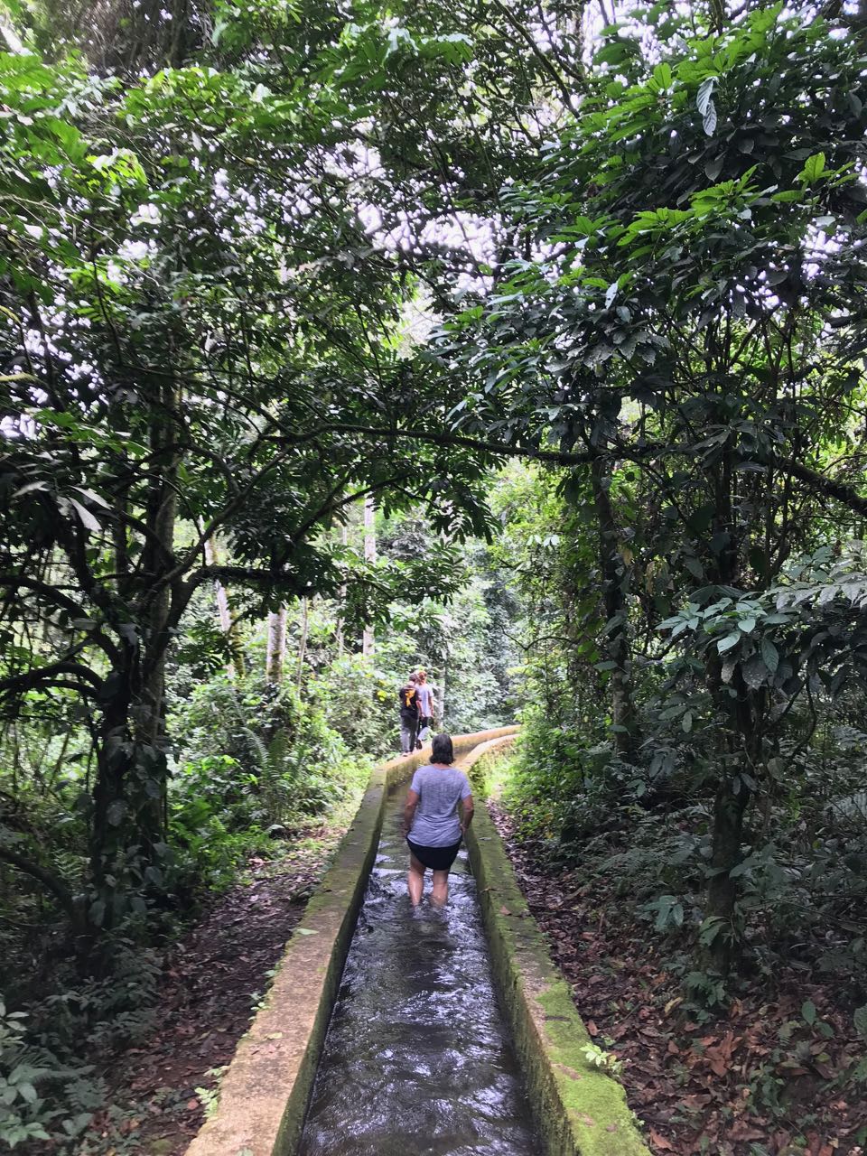 Just moments before we saw the gorillas....